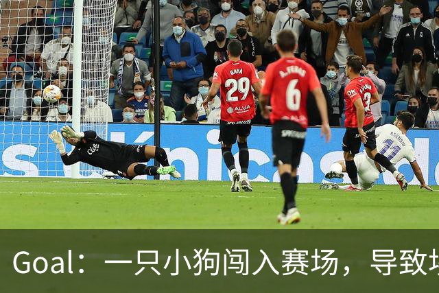 Goal：一只小狗闯入赛场，导致埃及联赛中断